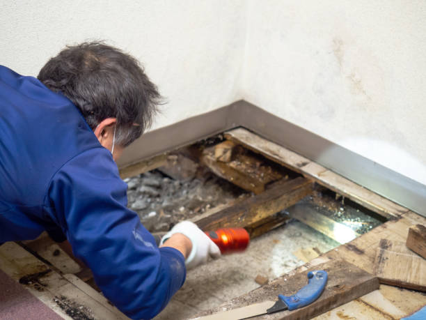 Attic Mold Removal in Lily Lake, IL