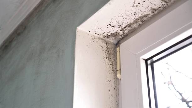 Best Best Mold Removal Companies  in Ly Lake, IL