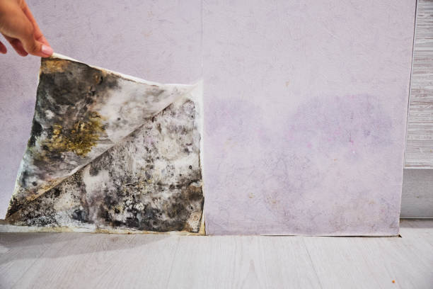 Best Professional Mold Removal  in Ly Lake, IL